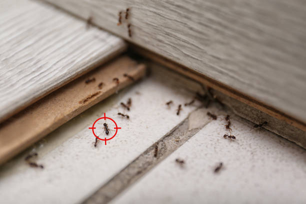 Best Emergency Pest Control  in Davenport, WA